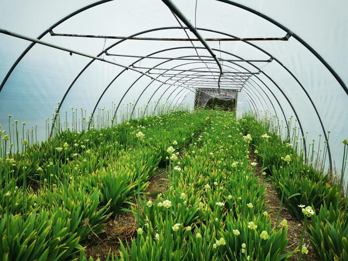 Rosebud Flower Farm Caravan Stay Countryside And Coast Penzance Exteriér fotografie